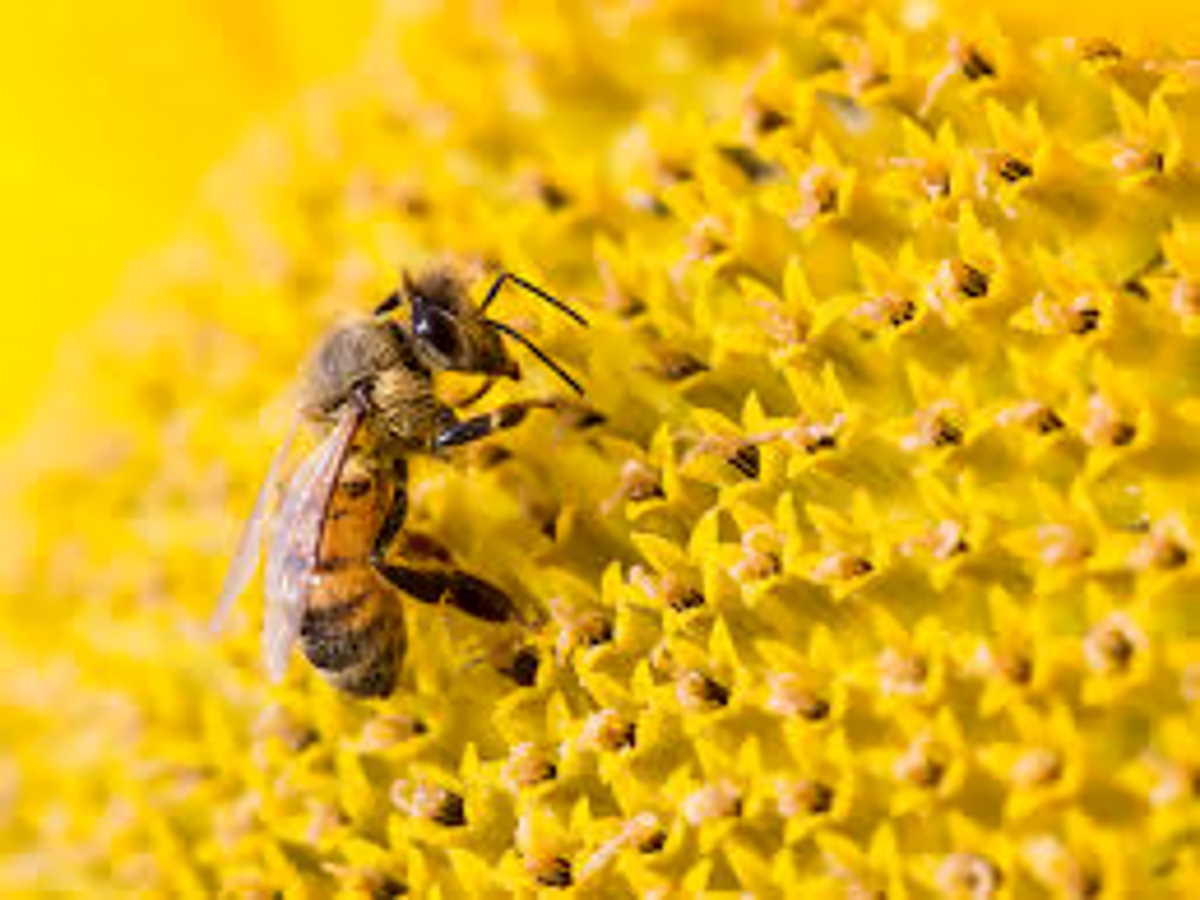 Proposta FdI per la tutela delle api
