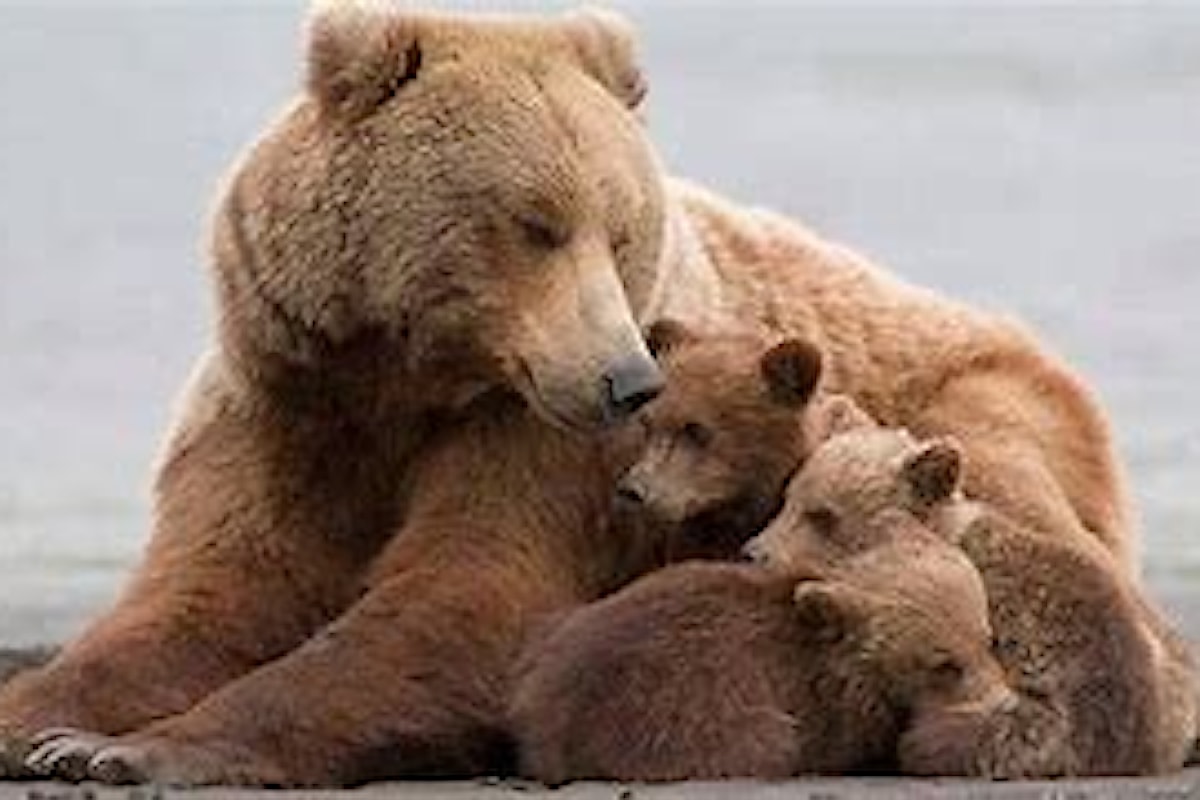 L'orsa JJ4 catturata: ha tre cuccioli e vorrebbero abbatterla? Firma la petizione su change.org per salvare JJ4