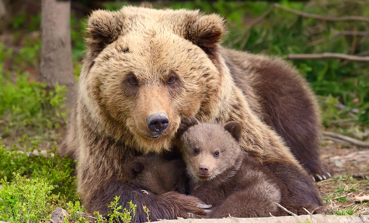 Continua la battaglia al Tar tra Fugatti e le associazioni animaliste sull'orsa F36