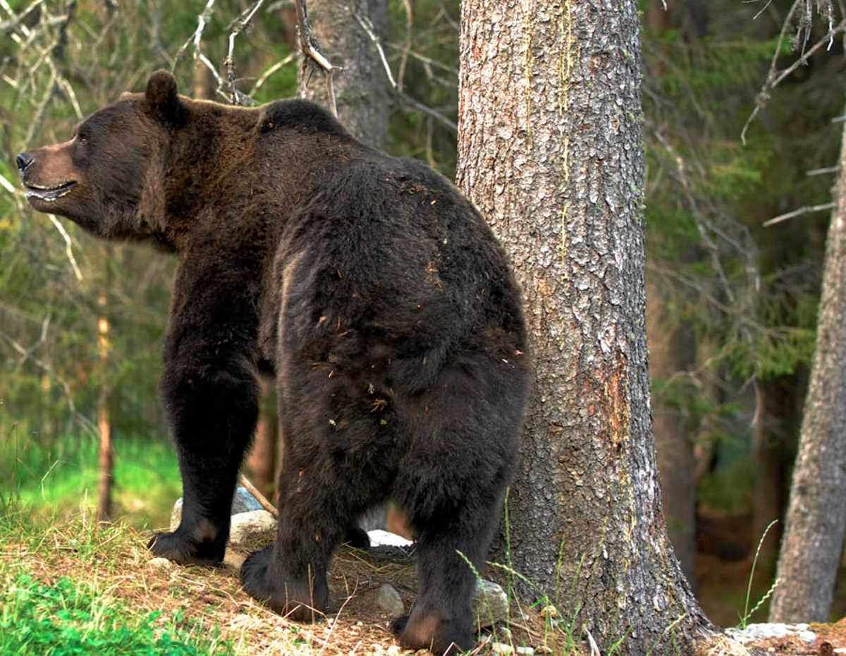 LEIDAA: altri due orsi trovati morti in Trentino