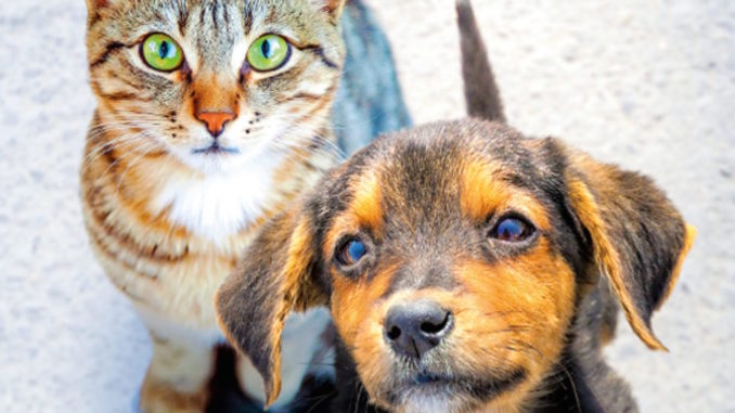 Milazzo (ME) - Riaperti i termini per l’individuare una associazione di volontariato per la gestione d’una casa famiglia per cani e gatti