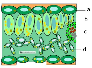science and technology for children, biologia lesson: Problemi nelle lezioni di biologia sui sistemi organizzativi degli esseri viventi