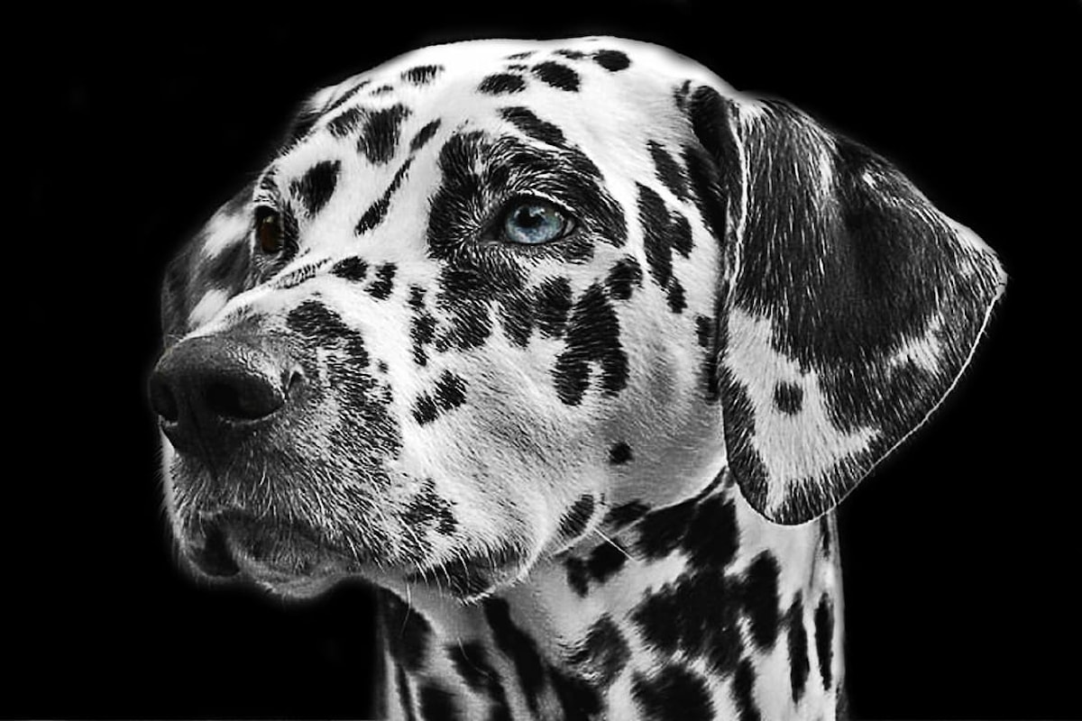 Prurito del cane: Sintomi, cause, cura e trattamento