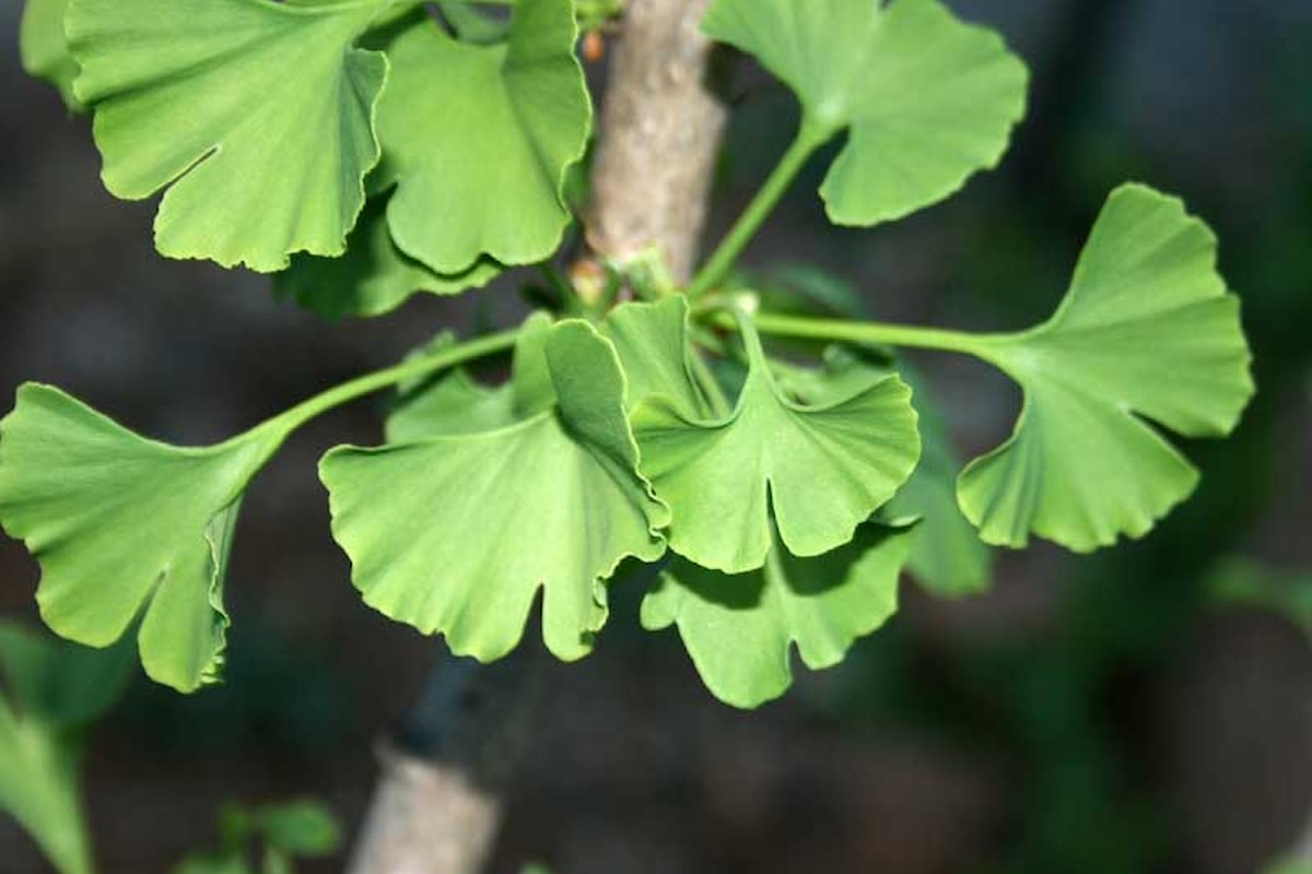Ginkgo biloba, una pianta di antica origine amica del cervello