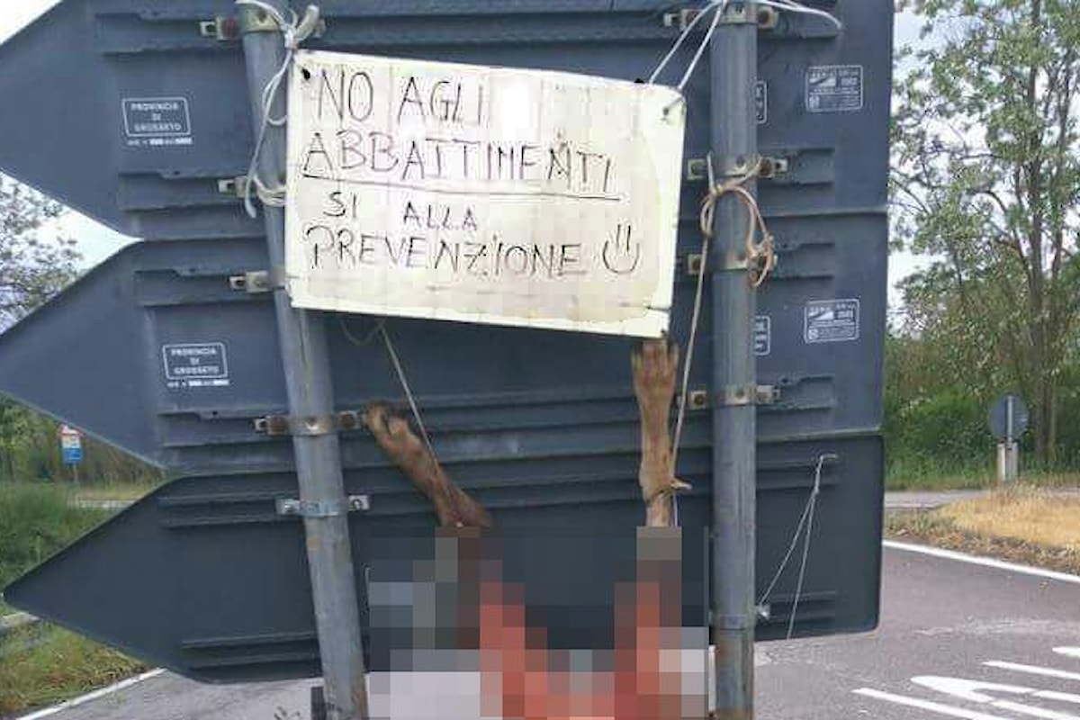 WWF, un lupo barbaramente scuoiato e appeso ed un cartello stradale a Suvereto in Toscana