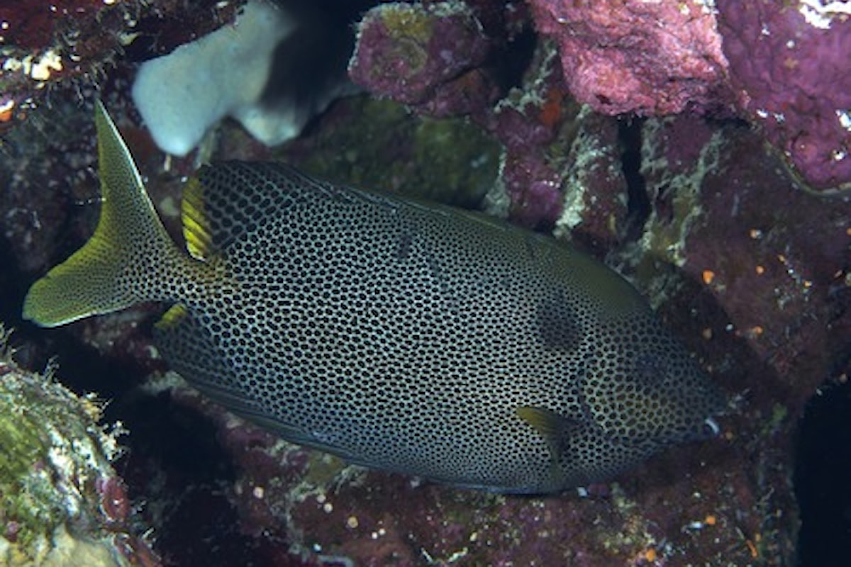 Pesce Coniglio – Siganus stellatus