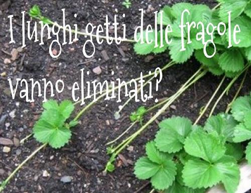 Fragole: che ne faccio di questi lunghissimi getti?