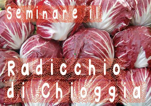 In luglio è tempo di seminare il radicchio di Chioggia