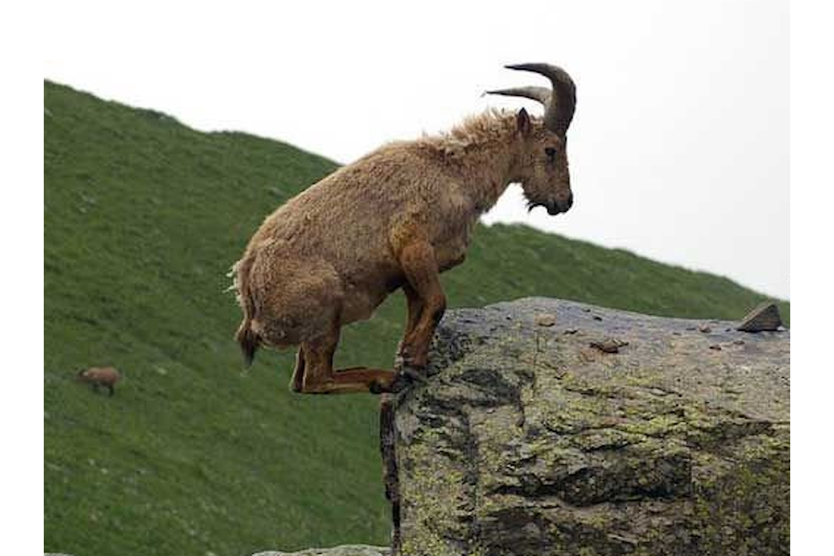 Come fanno le capre ad avere un grande equilibrio?