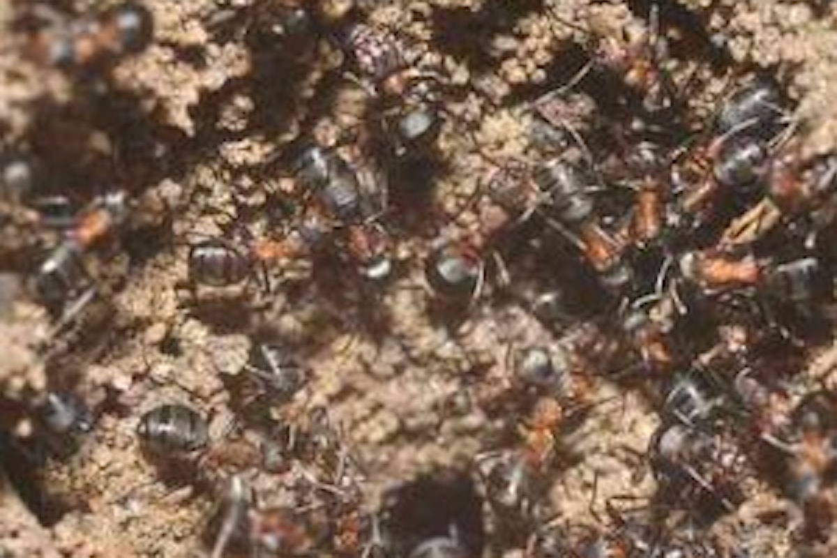 Una colonia di formiche sopravvive in un bunker nucleare sovietico