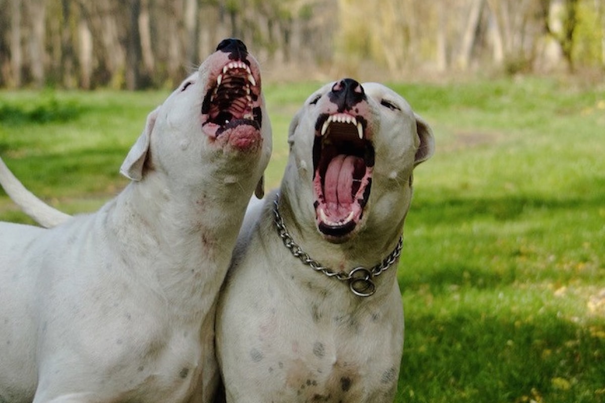 Coppia di cani uccide bambino a Mascalucia, in provincia di Catania