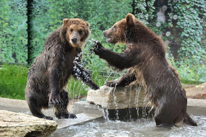 Tre cuccioli di orso albanesi al Bioparco di Roma