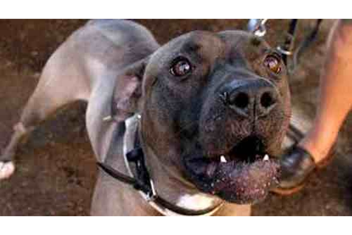 PADRONI DI CASA AGGREDITI DAL LORO CANE PITBULL