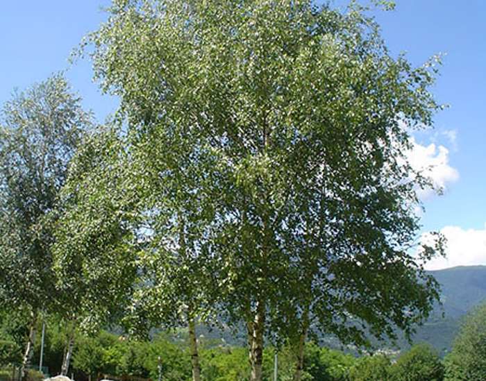 La Betulla, un diuretico naturale