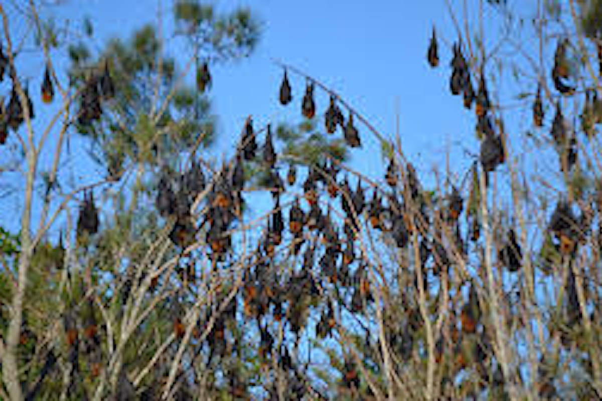 Città australiana prigioniera di 100.000 pipistrelli