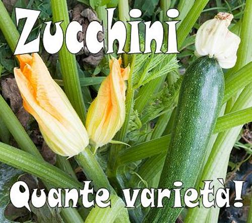 Quante varietà di zucchine!