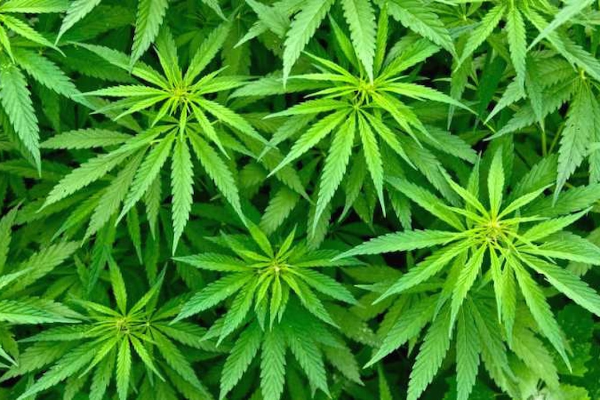 Far uso di Cannabis non sarà più reato? A luglio si inizierà a discuterne alla Camera