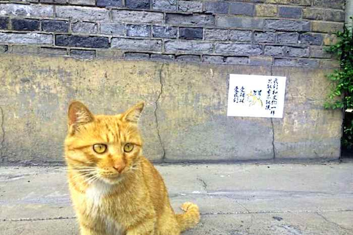 I gatti possono rimanere al museo dopo le proteste in rete