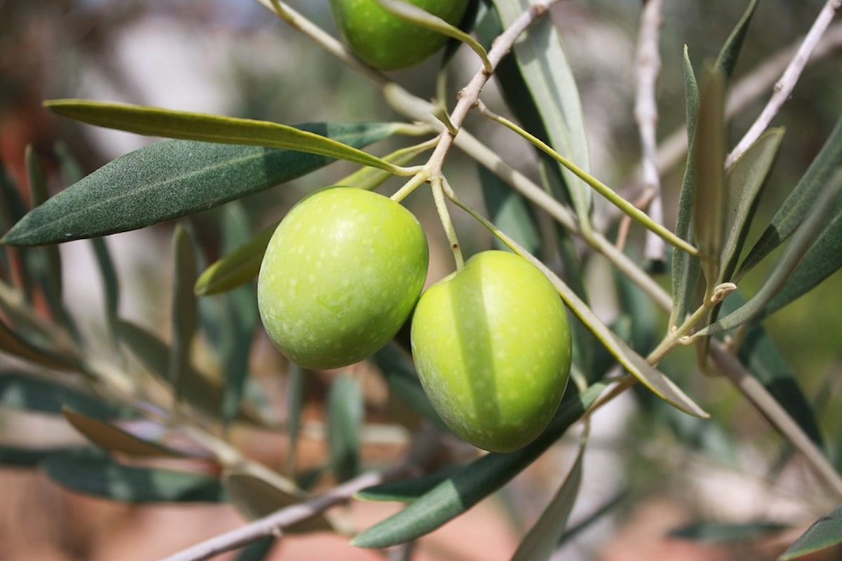 Acquistare olio extravergine di oliva di qualità