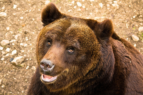 ‘Un orso ha le sue ragioni’, e dobbiamo imparare a conviverci
